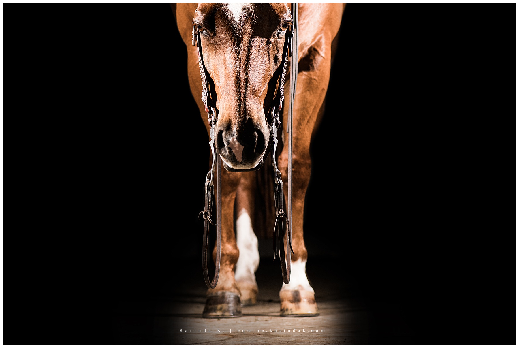 national reining breeders championship portraits