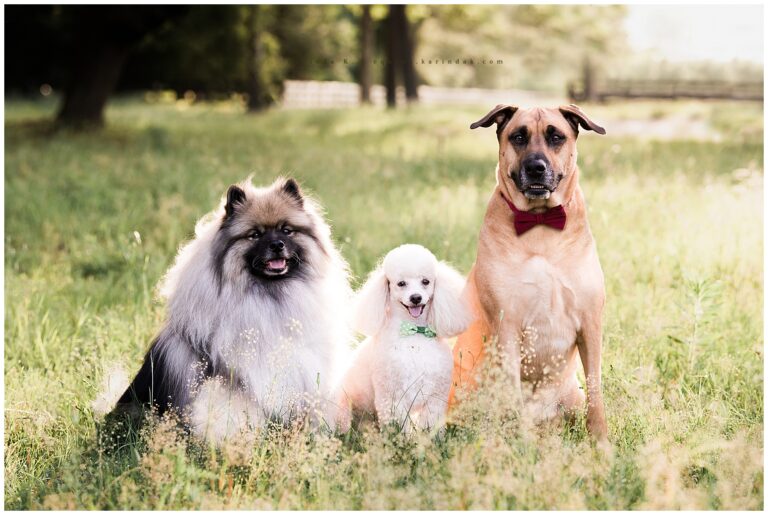 Past Sessions | Dogs